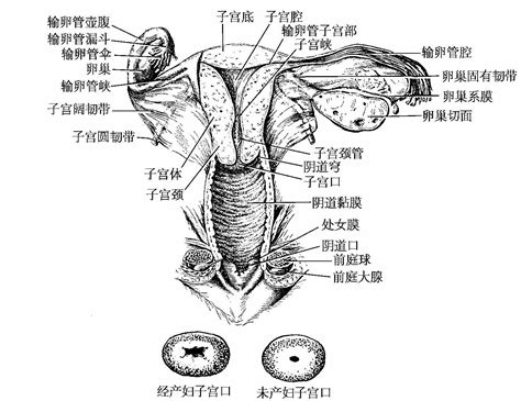 女人生殖器|小知识:女性生殖系统